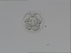 什么是卵裂期胚胎？它和囊胚有什么不一样？