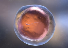 做试管后多余胚胎如何处理？三种方式有效解决胚胎问题！