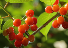 孕妇贫血怎么办？吃什么东西能帮孕妇补血？