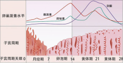 科普试管促排雌二醇正常值，对照就知道自己是否有问题了