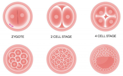 囊胚移植需要满足以下条件，要做试管的一定要看清楚！