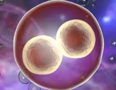 移植两个囊胚，成功率究竟有多高？一文为你揭晓！