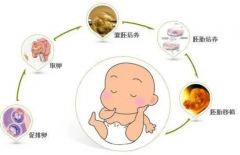 囊胚移植后，应该使用哪些药物来促进胚胎顺利着床？详细解析着床辅