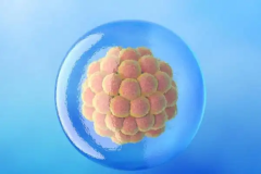 试管移植两个囊胚成功率高吗？比一个囊胚高多少？