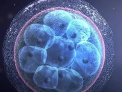 囊胚移植后HCG值多少是正常的？11能否正常怀孕？
