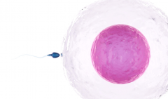 盘点天津供卵试管现状，需要多少费用在这里！