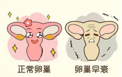 卵巢早衰女性做试管婴儿的成功率究竟有多高？全面解析与指导