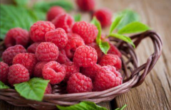 试管胚胎移植后，能否安心享用覆盆子？深入了解移植后的饮食指南及