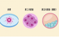 科普试管养囊，为什么说养囊风险很大！