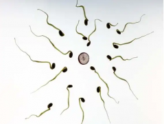 精子DNA碎片率较高时，是否适合进行第二代试管技术？详细解答与指导
