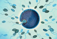 人工授精费用解析，生'男'孩需要花这笔钱！