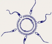 沧州市二医院试管治疗费用全面解析及大致价格范围