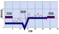 女性排卵期是什么时间？怎么提高排卵期的怀孕率？