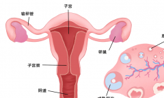 女性卵巢功能不好怎么做试管？选什么方案好？