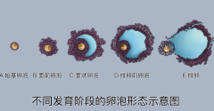 卵泡发育方法分享，对试管婴儿手术很有帮助！
