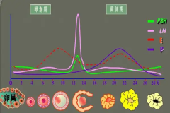 促黄体生成素高应该怎么治疗？几种方法效果不错！