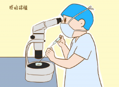 囊胚移植为何选择单次单胚移植：深入解析背后的原因与考量