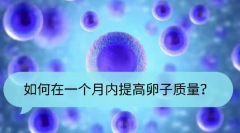 做试管卵子质量差怎么办？几个妙招帮你提高卵子质量！