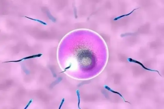精子碎片率高，是否适合进行三代试管技术以规避风险？