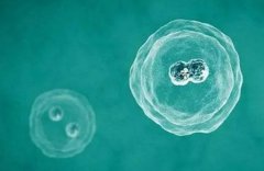 ‌囊胚4ac vs 4bc：质量差异、移植成功率及选择策略