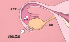没有输卵管也能当妈妈？试管技术解锁生育新可能！