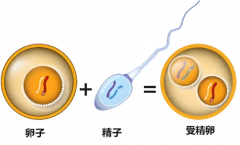 40岁以上试管:自卵真的拼不动了,供卵到底要不要走?